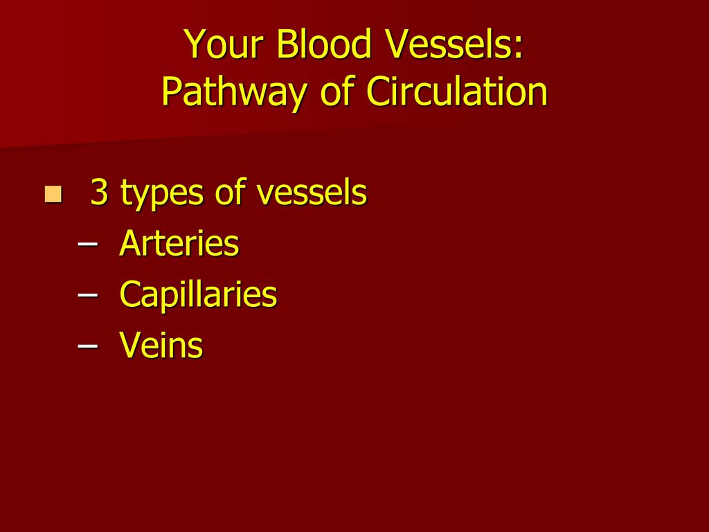 Circulatory System Structures Biology Diagrams