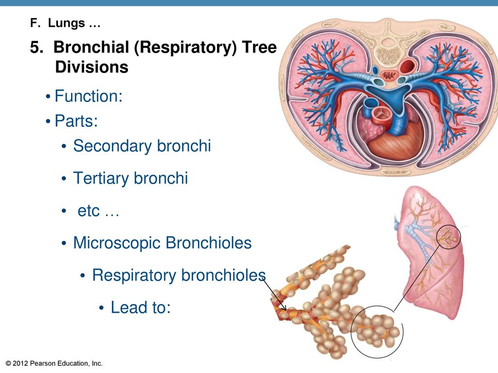 The Respiratory System - ppt download