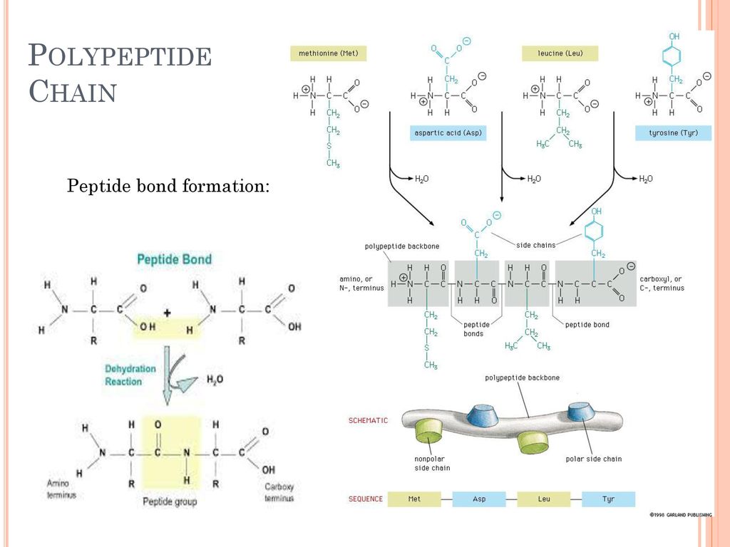 Синтезирующийся полипептид. Метионин пептид. Пептиды и полипептиды. Peptide Bond formation. Аминокислота полипептид.