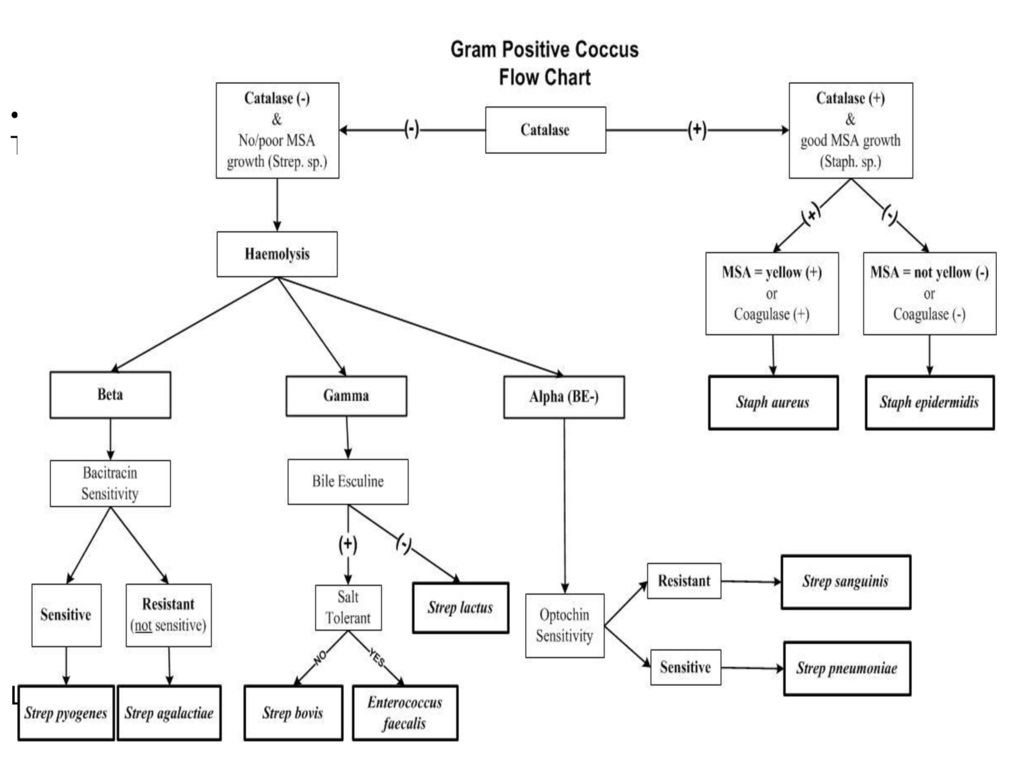 Identification Of Gram Positive Cocci Flow Chart