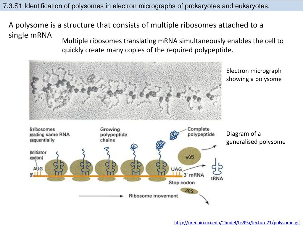 Рибосомы синтезируют полипептиды. Особенности процесса трансляции. Инициаторный комплекс трансляции. Полисома процесс трансляции. Процесс трансляции полипептид.