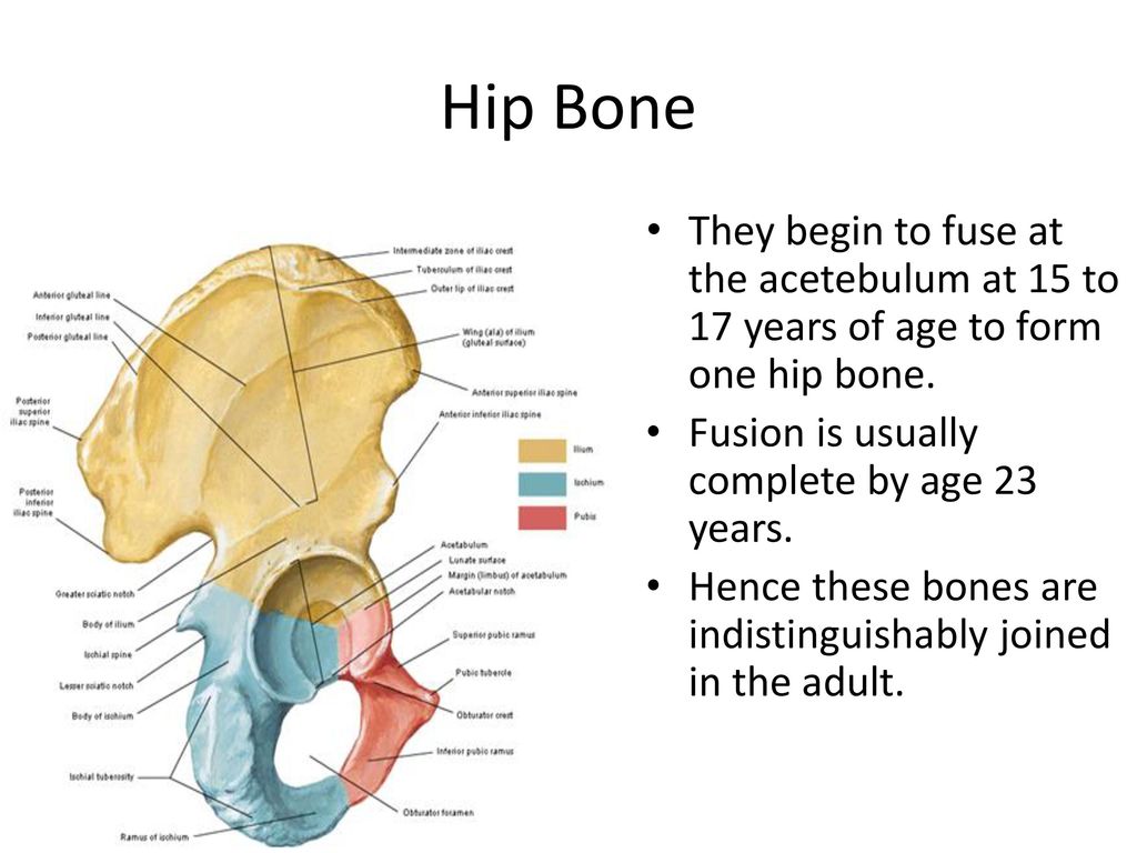 The bones form. Hip Bone Bone. Hip Bone шаблон. Hip-Hip Bone. Хип Боун шаблон.