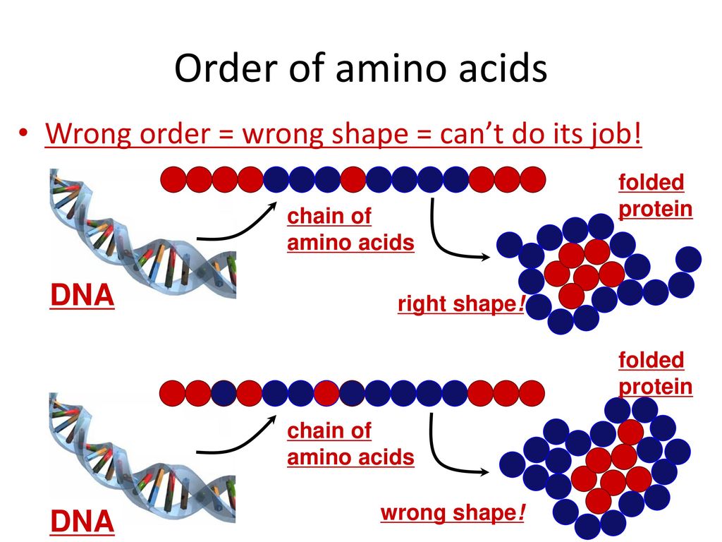 Wrong order. Аминокислоты ДНК. Представители днкпротеинов. DNA Shape. Protein Chain.