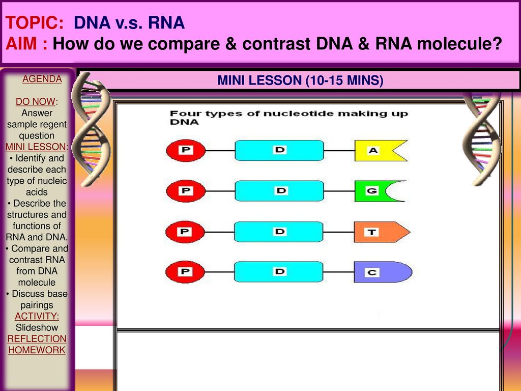 AIM : How do we compare & contrast DNA & RNA molecule