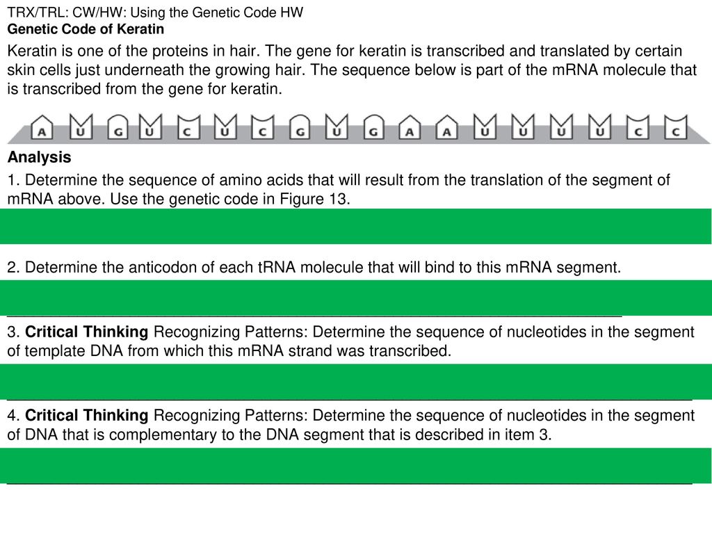 Construct a DNA model Using Base-pairing Rules. - ppt download