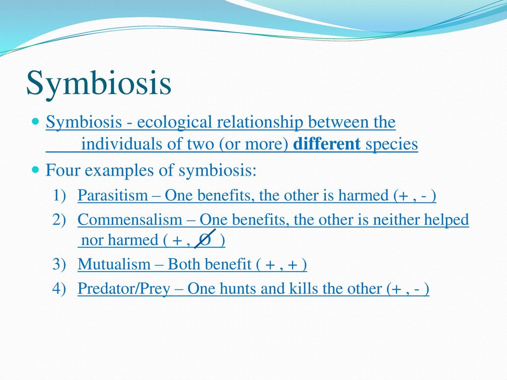 Symbiosis Symbiosis - ecological relationship between the individuals of two (or more) different species.