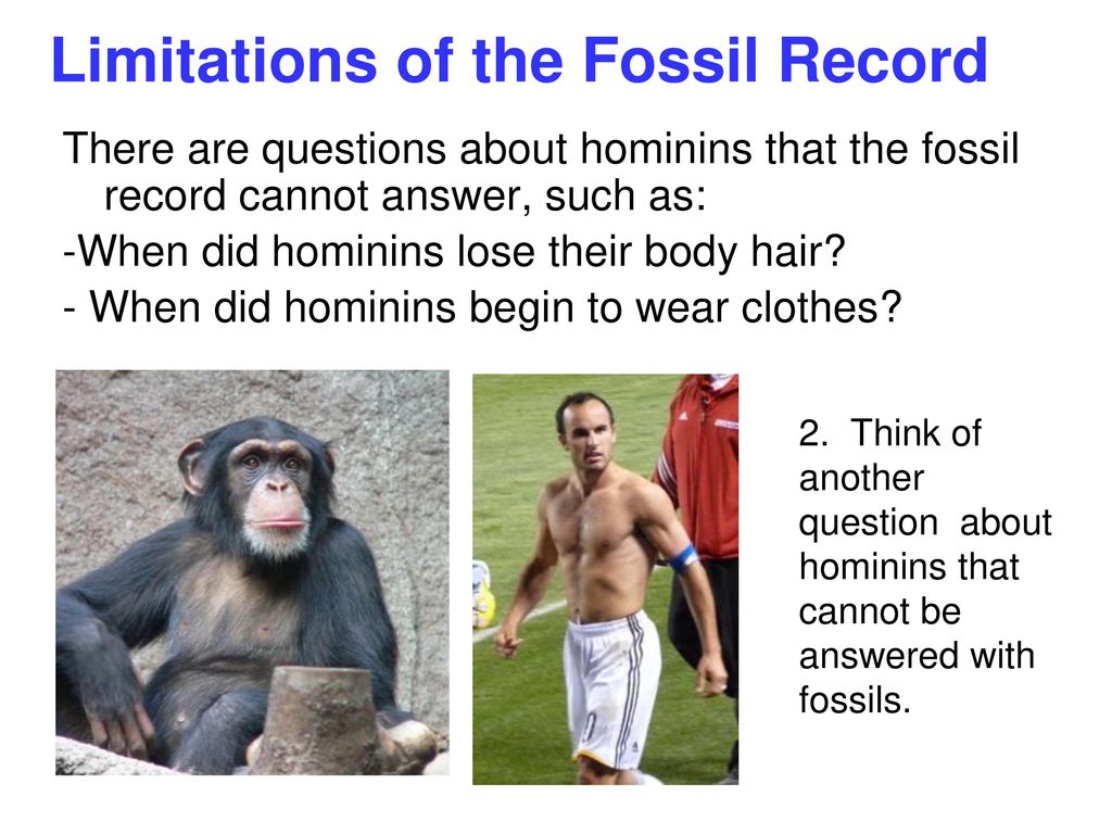 Investigation: What Can Lice Tell Us About Human Evolution? - ppt video  online download