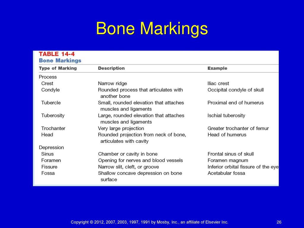 Bone Markings Chart