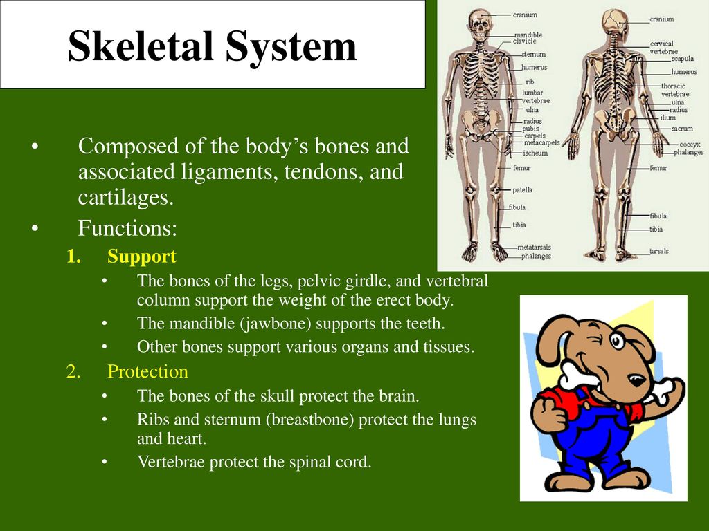 Bone support. Skeletal System. Tissues of the skeletal System. Skeletal System ppt. The Skeleton is composed of Bones.