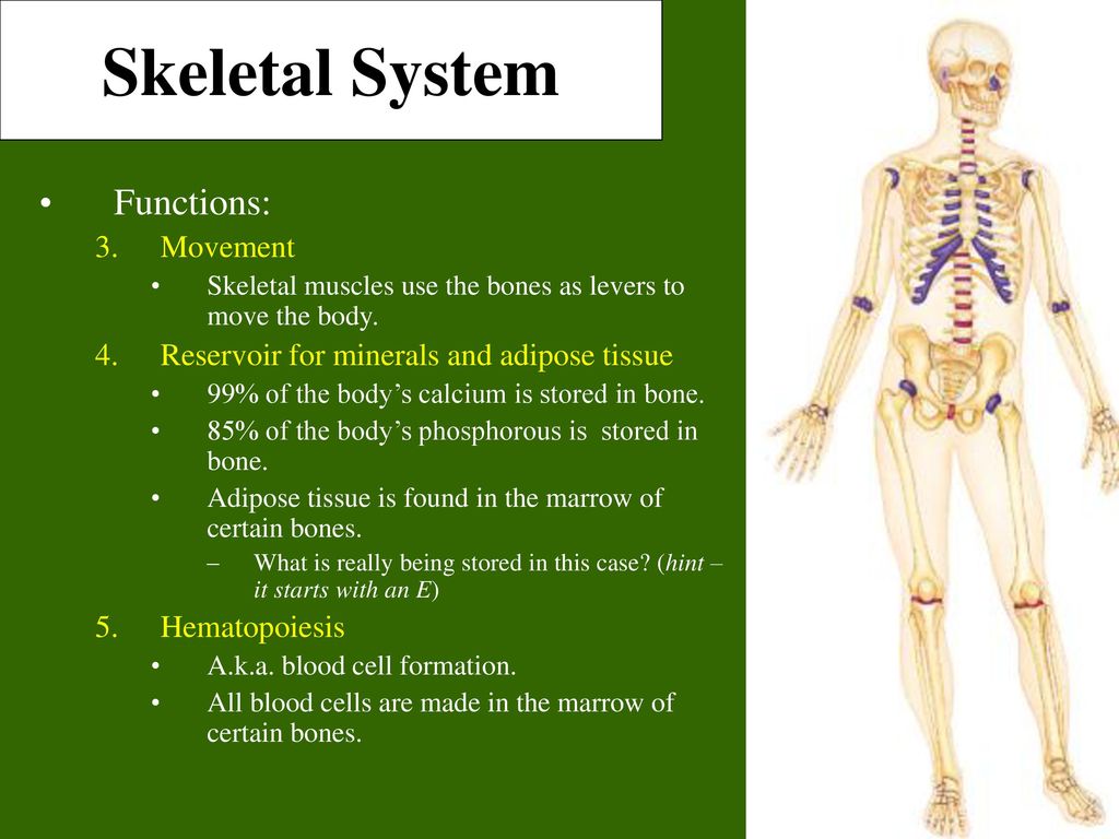 Bones system. Functions of the skeletal System. Костная система человека. What are the functions of the skeletal and muscular System ответы. Tissues of the skeletal System.