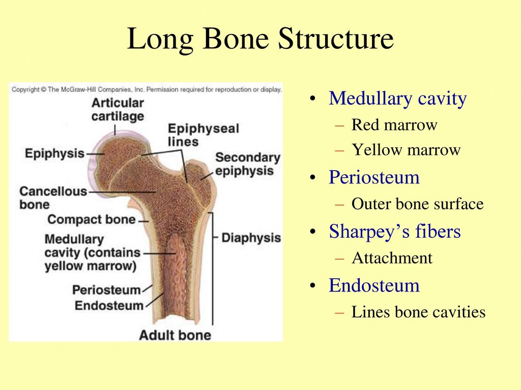 Long bone. Periosteum & endosteum. Bone structure. Structure of long Bone.. Medullary cavity and Bone marrow.