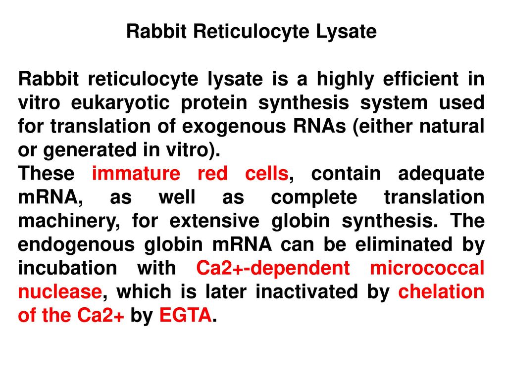 Rabbit Reticulocyte Lysate