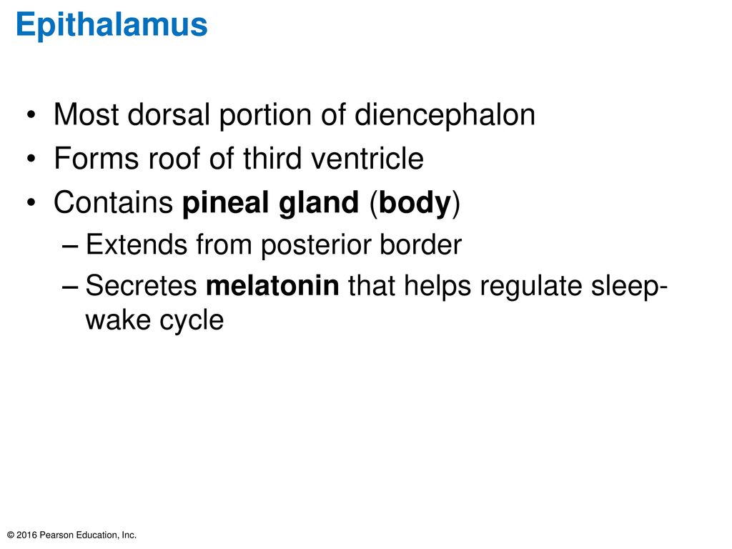 Epithalamus Most dorsal portion of diencephalon