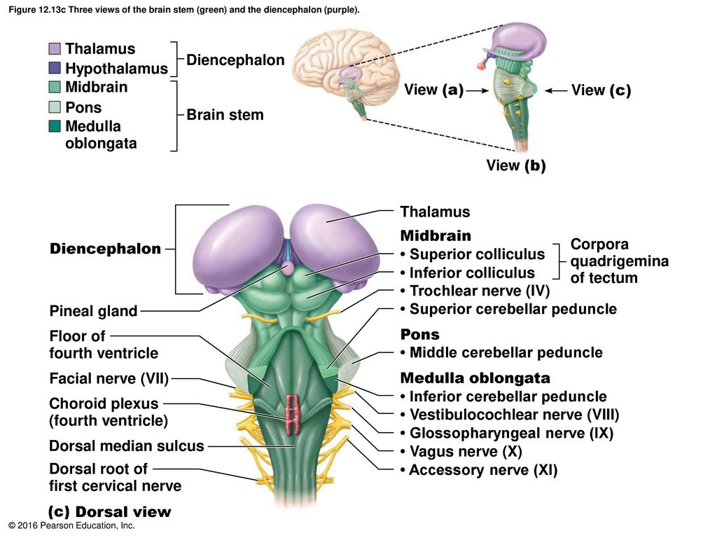 • Superior cerebellar peduncle