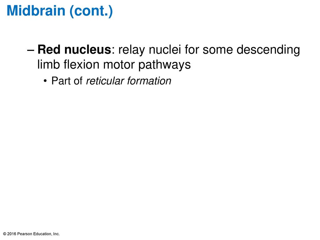 Midbrain (cont.) Red nucleus: relay nuclei for some descending limb flexion motor pathways. Part of reticular formation.