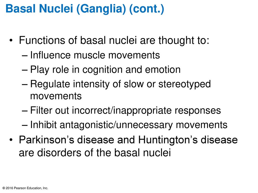 Basal Nuclei (Ganglia) (cont.)