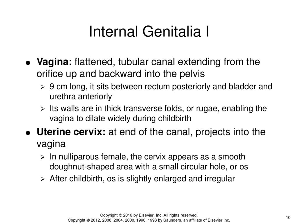 Female Genitourinary System - ppt download