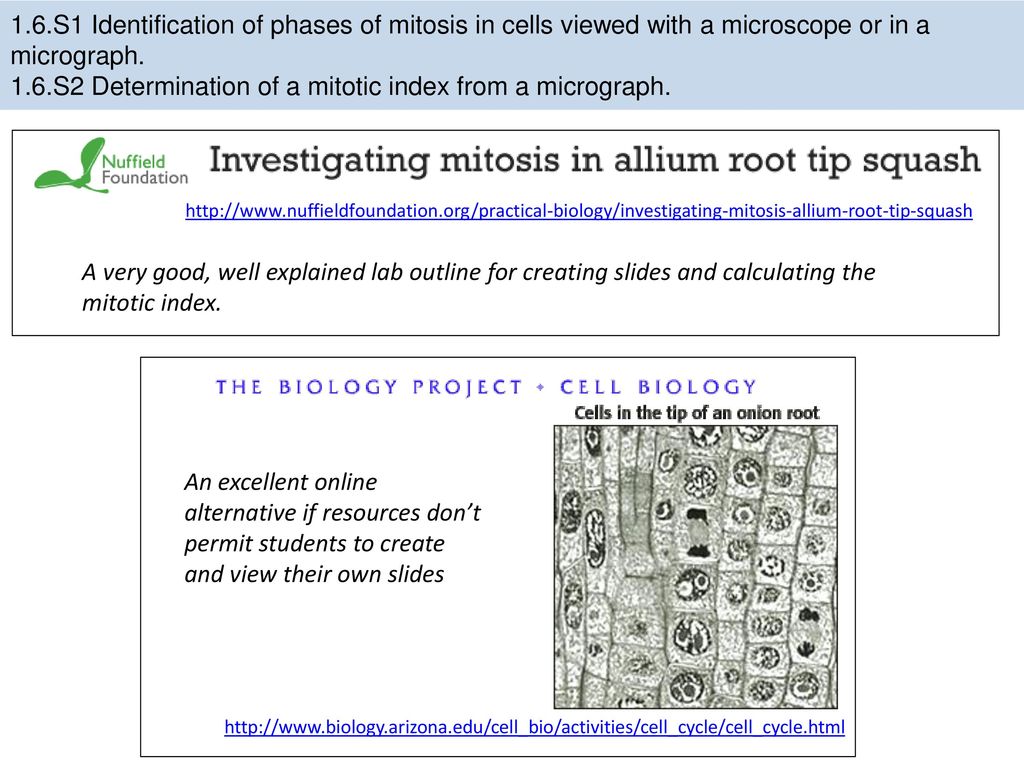 Essential idea: Cell division is essential but must be controlled ... Biology Diagrams
