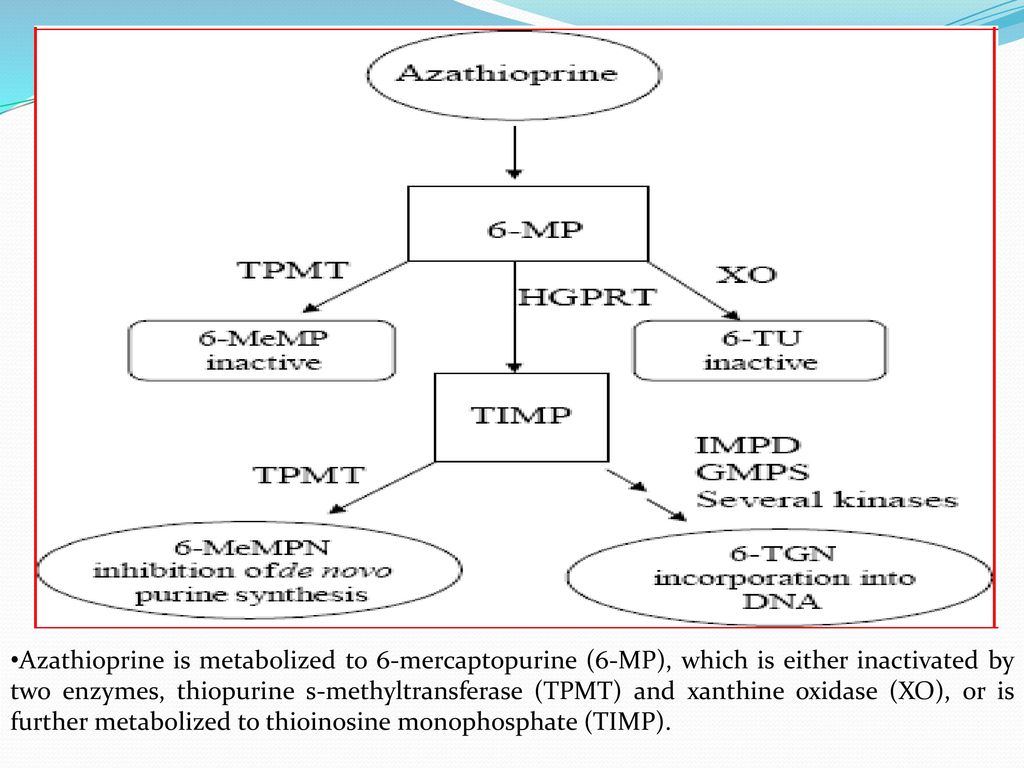 Azathioprine is metabolized to 6-mercaptopurine (6-MP), which is either inactivated by two enzymes, thiopurine s-methyltransferase (TPMT) and xanthine oxidase (XO), or is further metabolized to thioinosine monophosphate (TIMP).
