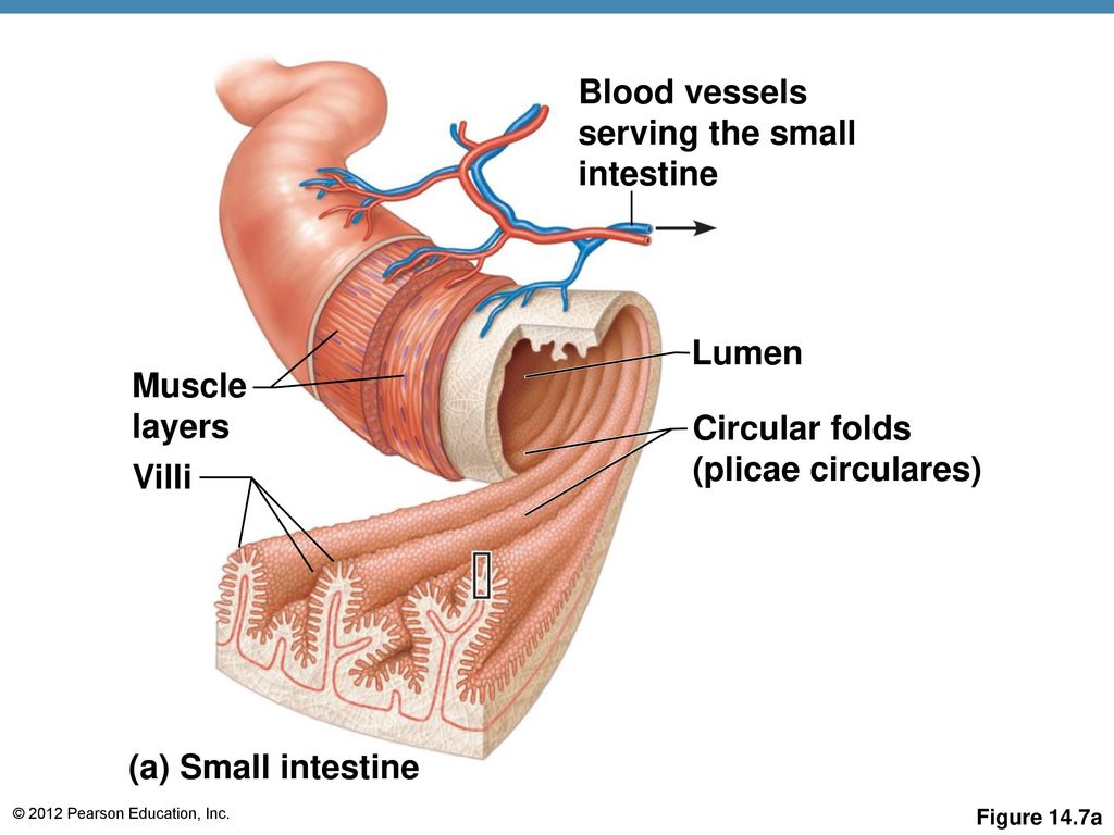Lumen Villi (a) Small intestine