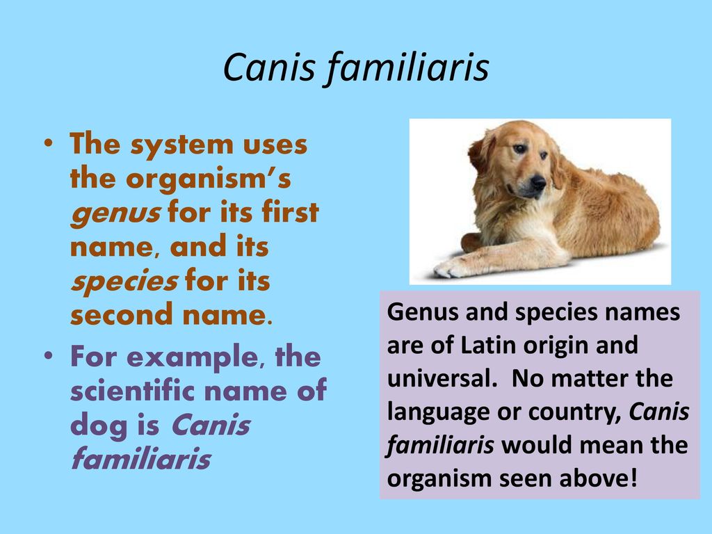 what is the genus and species of a dog