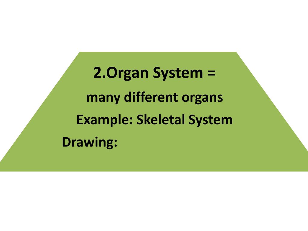 Example: Skeletal System