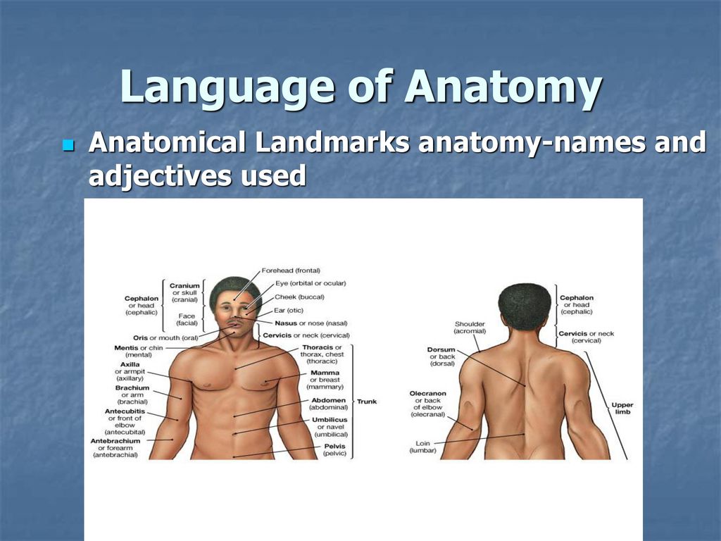Language of Anatomy Anatomical Landmarks anatomy-names and adjectives used
