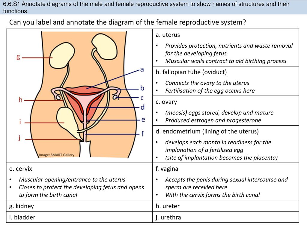 6.6 Hormones, homeostasis and reproduction - ppt download