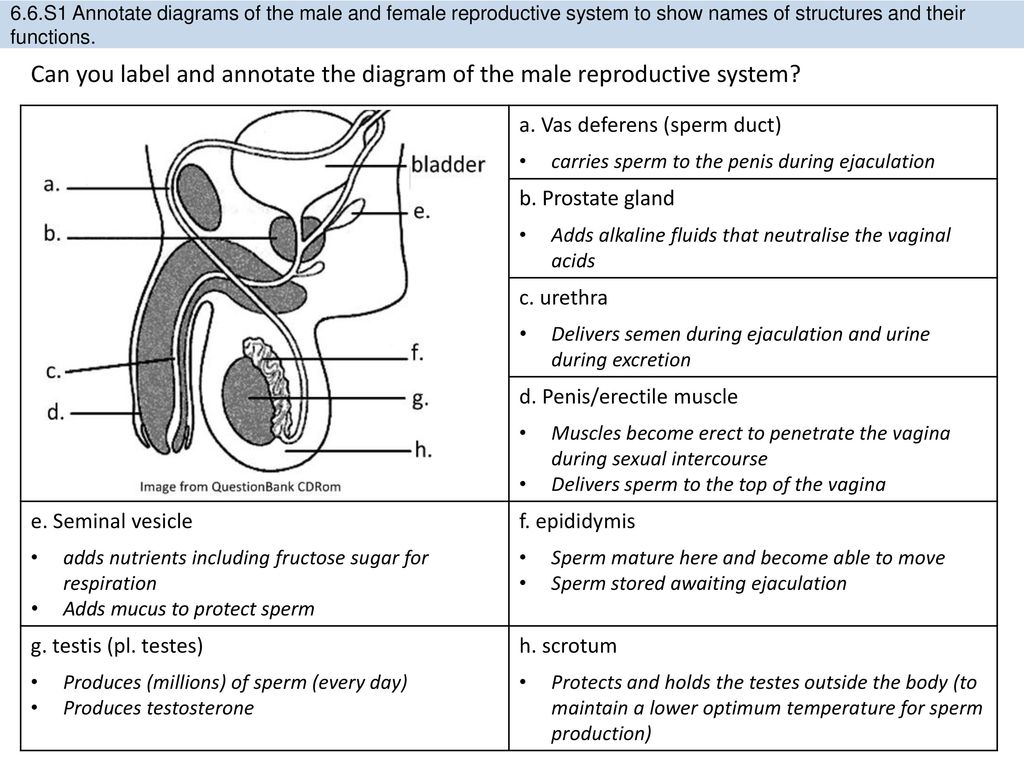 6.6.S1 Annotate diagrams of the male and female reproductive system to show...