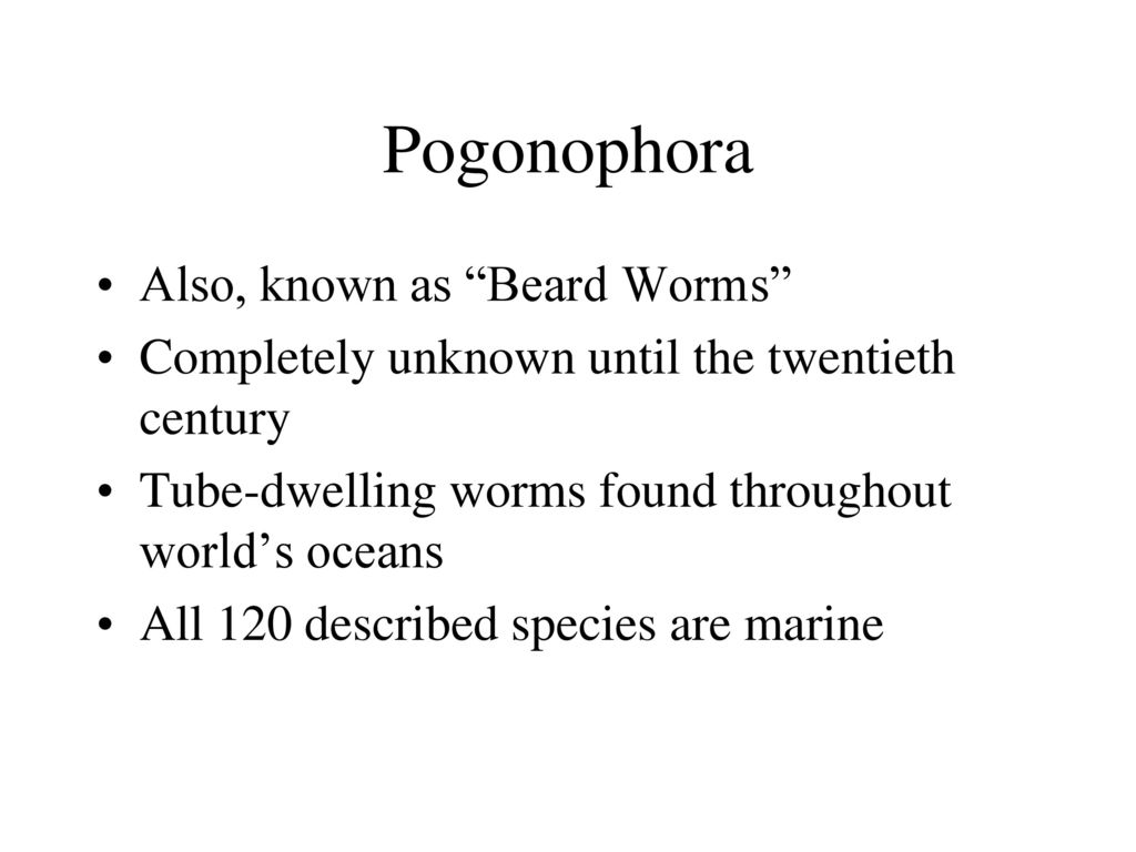 Pogonophora Also, known as Beard Worms