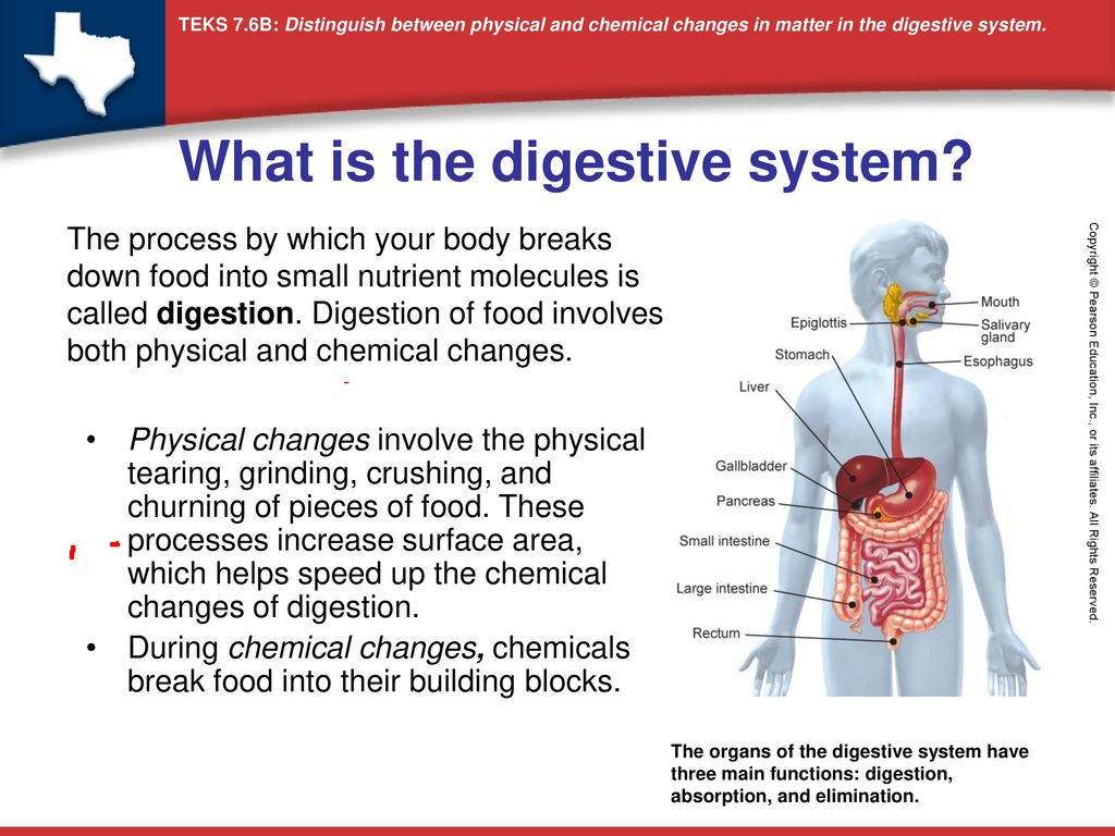 Main информация. What is Digestive System. Structure of the Digestive System. Функция Digestive System. Main functions of the Digestive System.