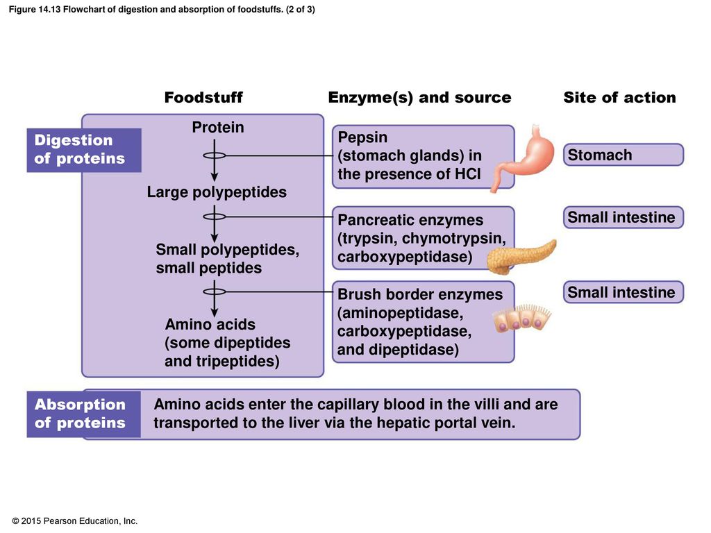 Protein Digestion Flow Chart