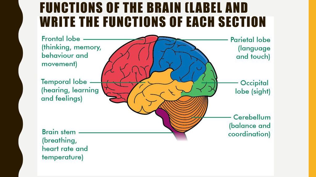 The Central Nervous System - ppt download