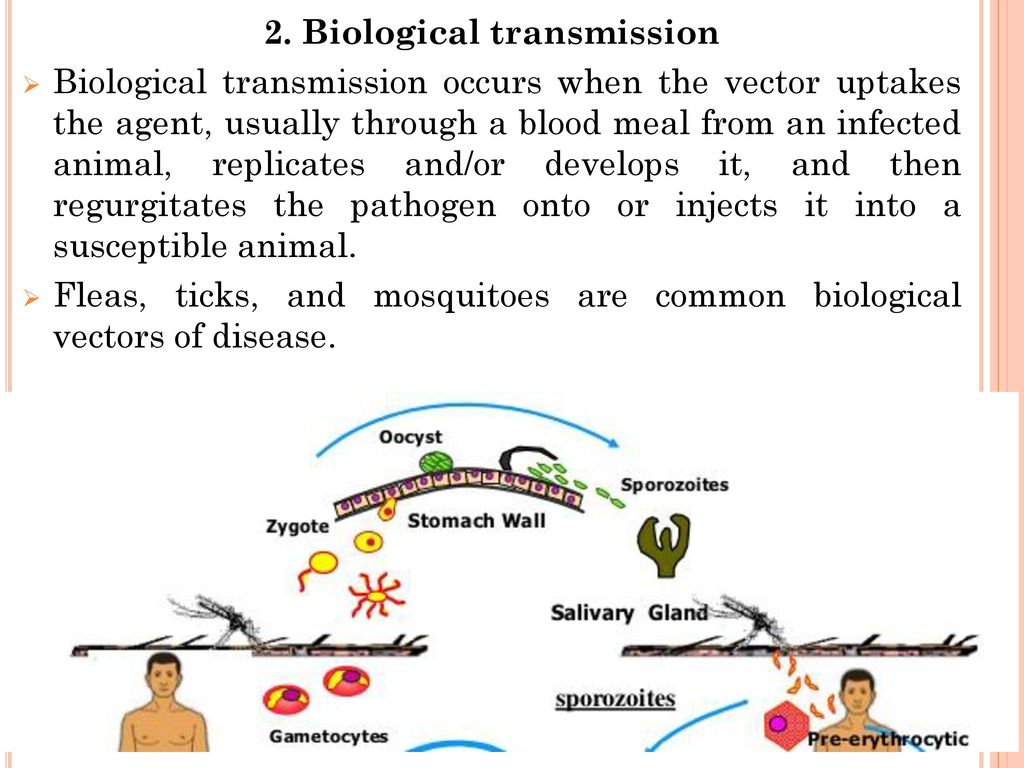 2. Biological transmission