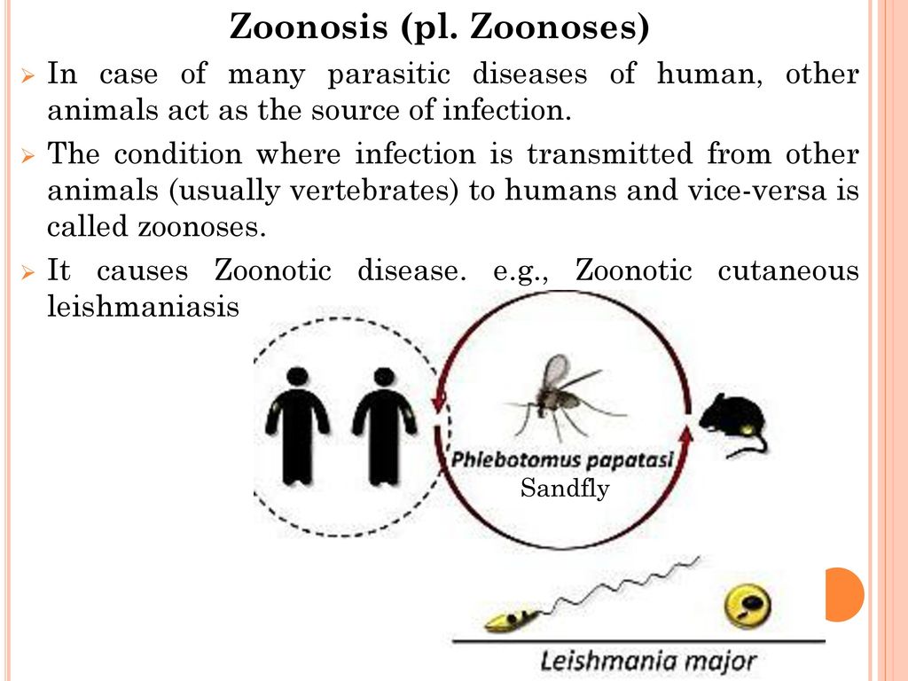 Zoonosis (pl. Zoonoses)