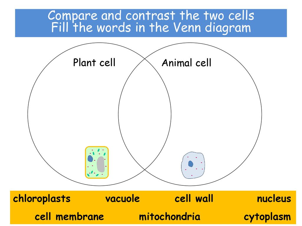 EAL Nexus Resource Cells Comparing plant and animal cells Subject: - ppt  video online download