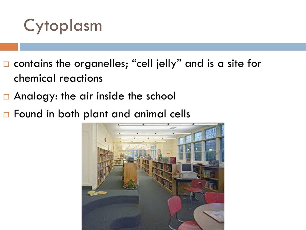 Cell Analogy Analogy To A School Ppt Download
