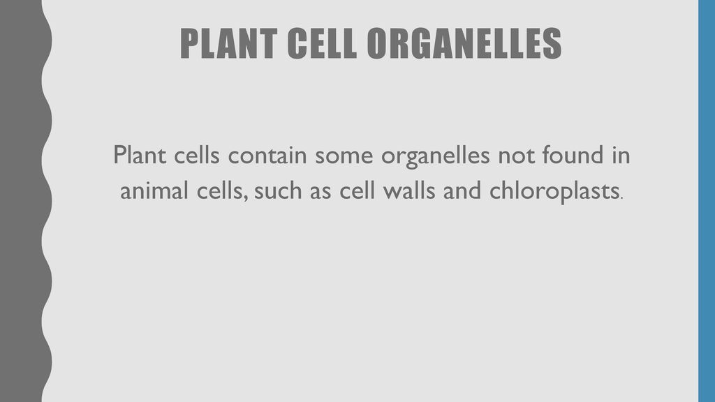 CELL ORGANELLES AND THEIR FUNCTIONS. - ppt download