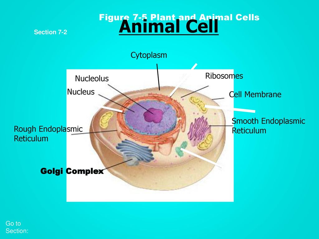 DO NOW :Write down anything you know about the cell…. - ppt video online  download