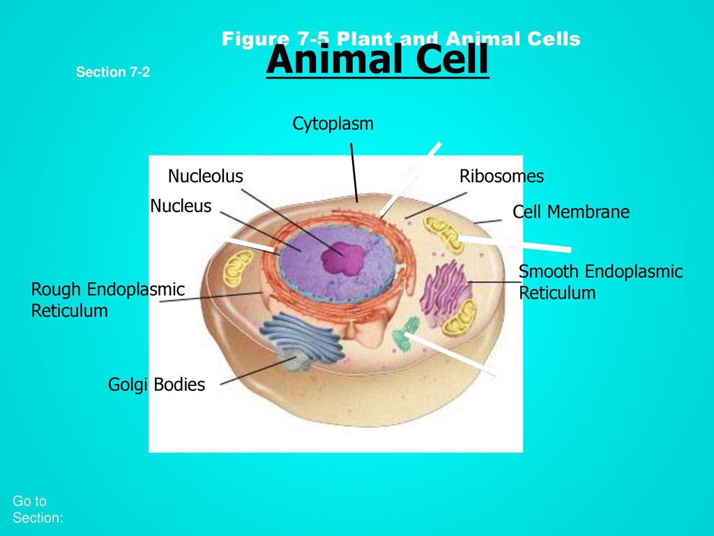 DO NOW :Write down anything you know about the cell…. - ppt video online  download