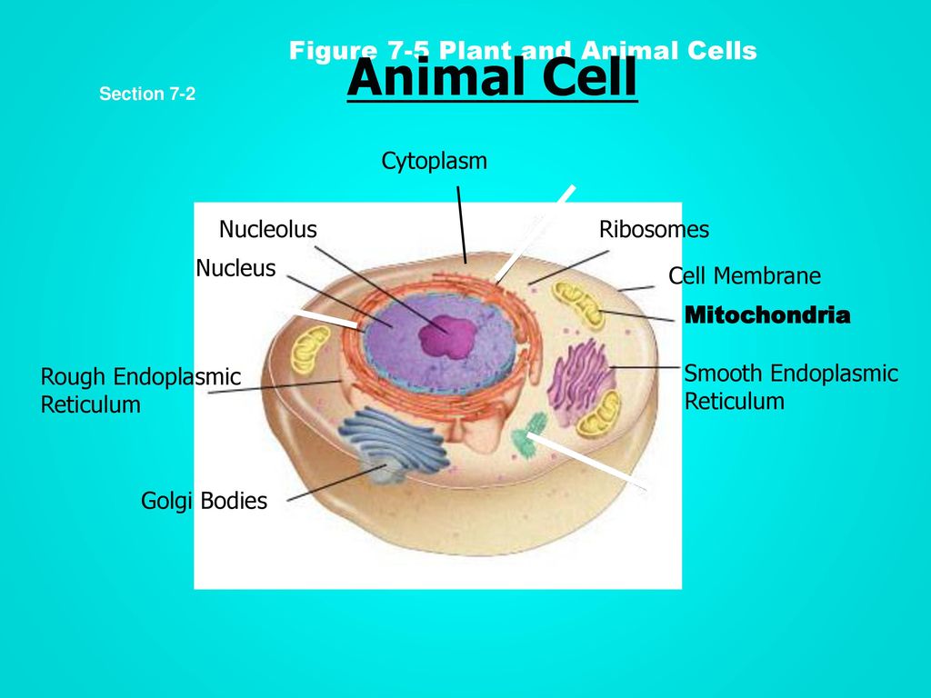 Do Now Write Down Anything You Know About The Cell Ppt Video Online Download