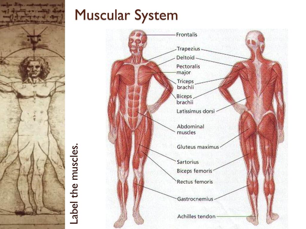 35 Muscular System With Label Labels Database 2020