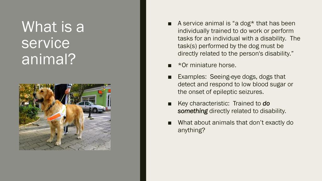 Service and Support Animals on Campus - ppt download