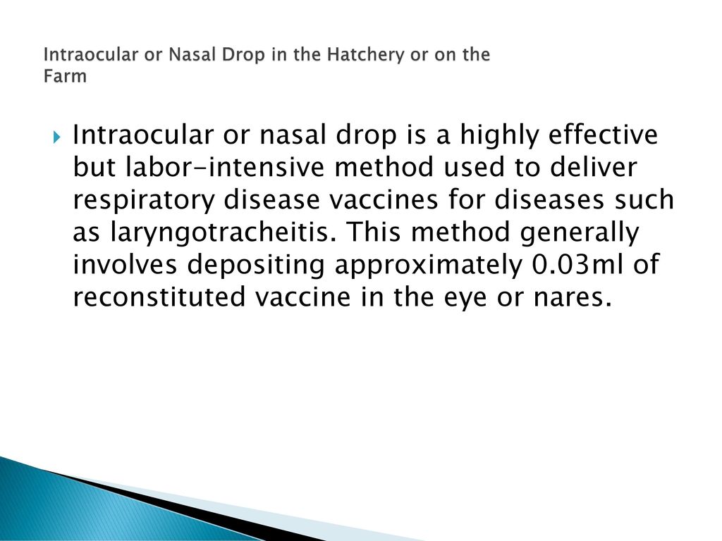 Intraocular or Nasal Drop in the Hatchery or on the Farm