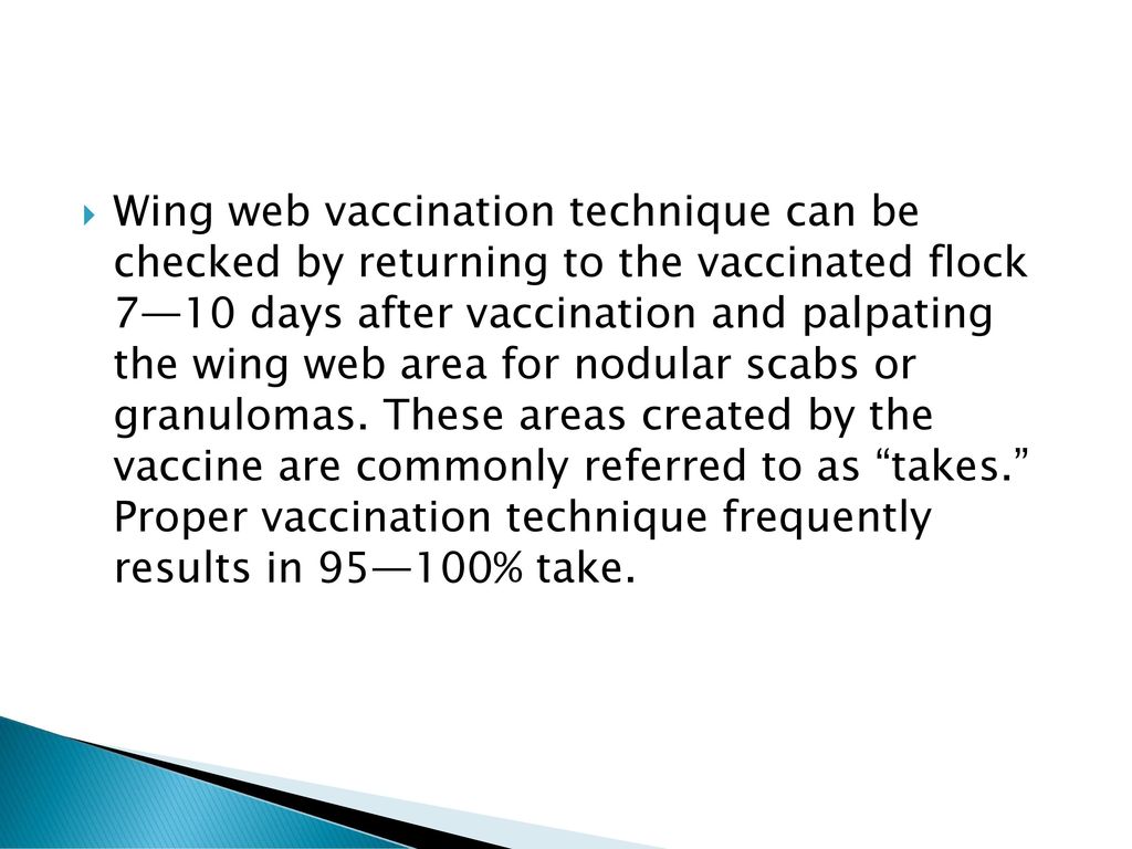 Wing web vaccination technique can be checked by returning to the vaccinated flock 7—10 days after vaccination and palpating the wing web area for nodular scabs or granulomas.