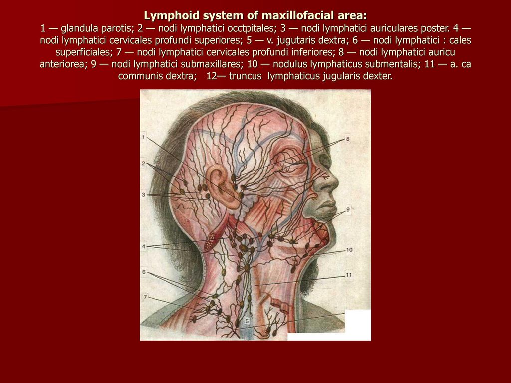 Lymphoid system of maxillofacial area: 1 — glandula parotis; 2 — nodi lymphatici occtpitales; 3 — nodi lymphatici auriculares poster.