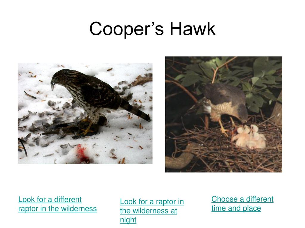 Cooper’s Hawk Look for a different raptor in the wilderness