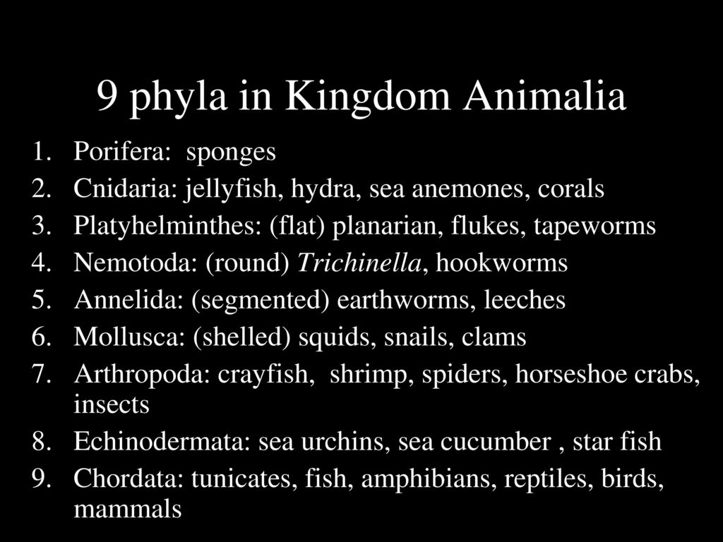 Kingdom Animalia. - ppt download