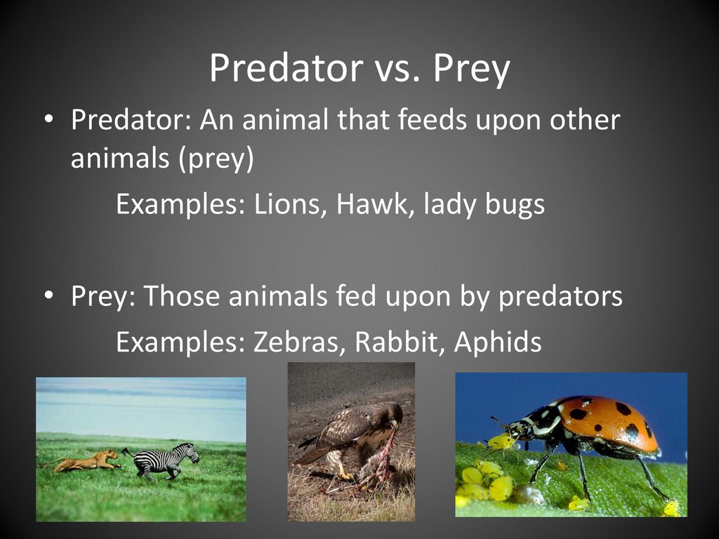 Predator vs. Prey What is a predator? What is prey? - ppt download