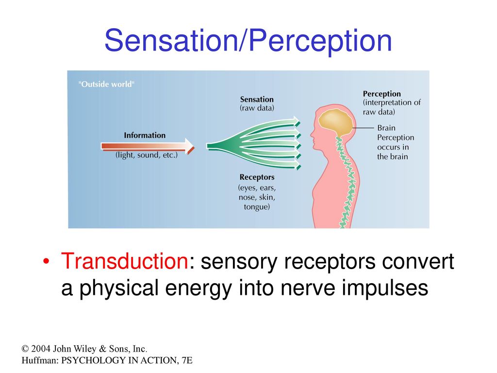 Sensation 1 Of 6 LO 4 1a Identify The Basic Principles That Apply To sensation-1-of-6-lo-4-1a-identify-the-basic-principles-that-apply-to